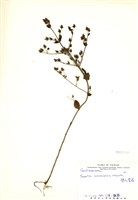 藏品(巒大當藥)的圖片